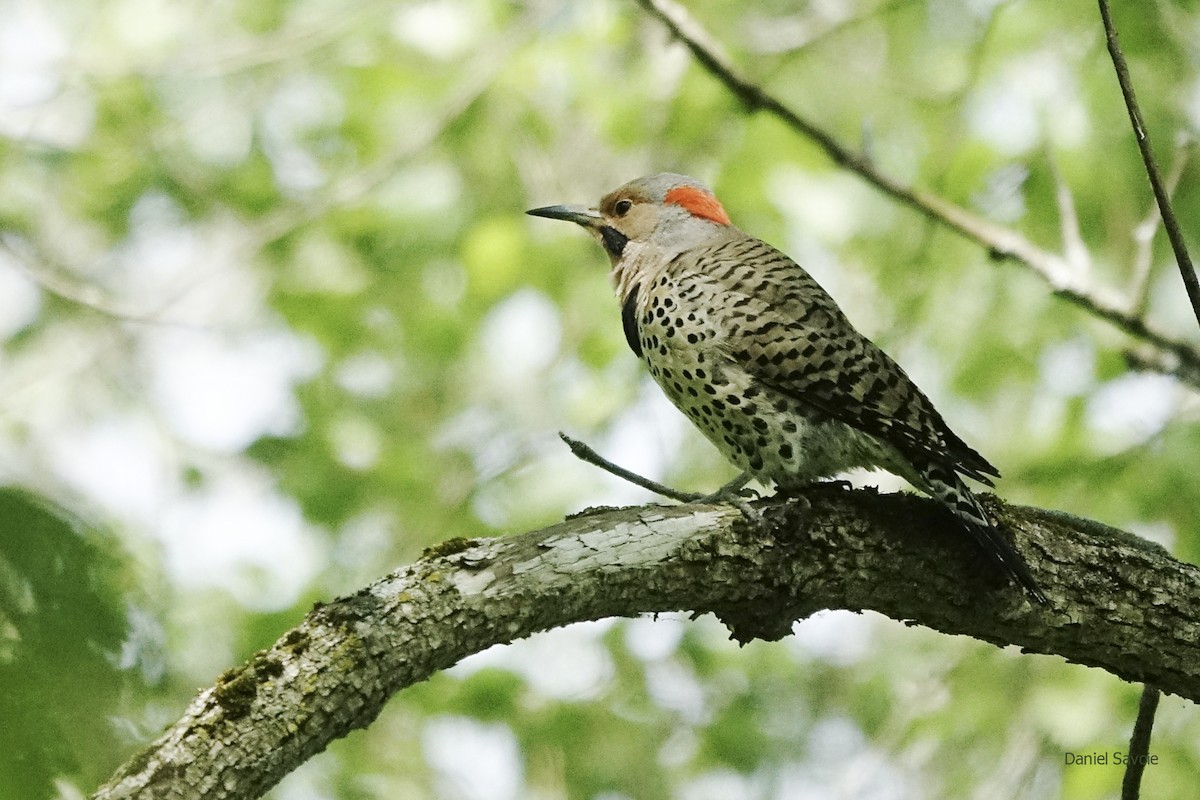 Northern Flicker - ML451196971