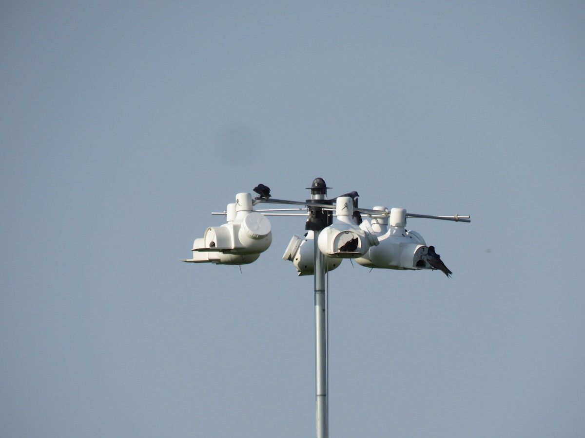 Purple Martin - ML451197191