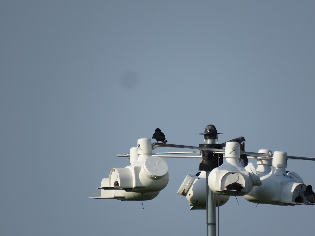 Purple Martin - ML451197201