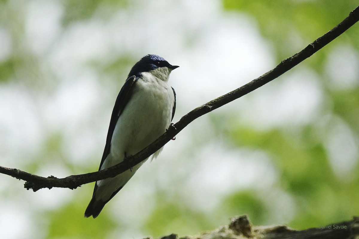 Tree Swallow - ML451197251