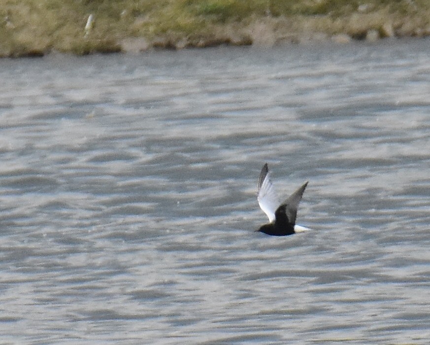 White-winged Tern - ML451197311