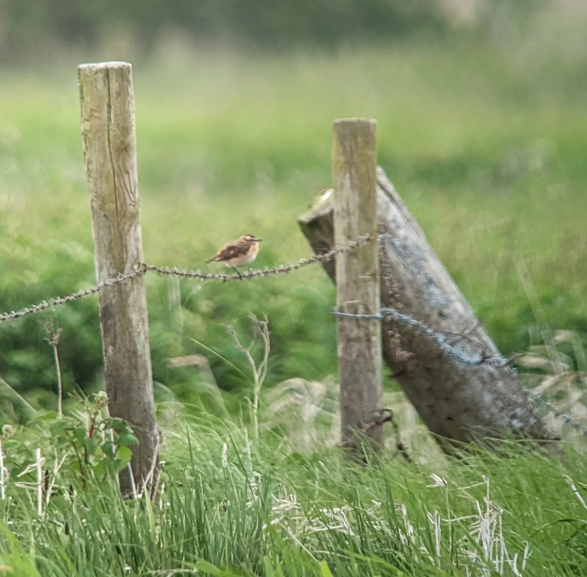 Whinchat - ML451197781