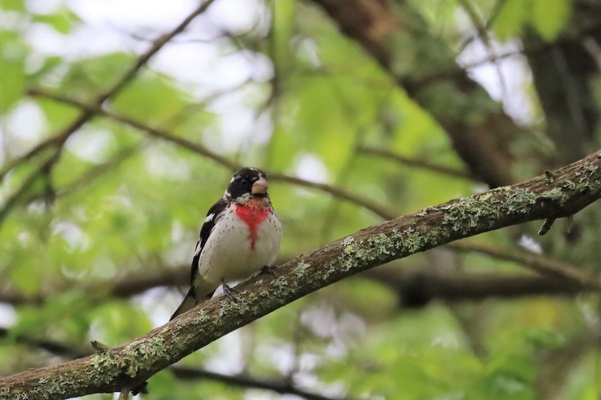 Rose-breasted Grosbeak - ML451197801