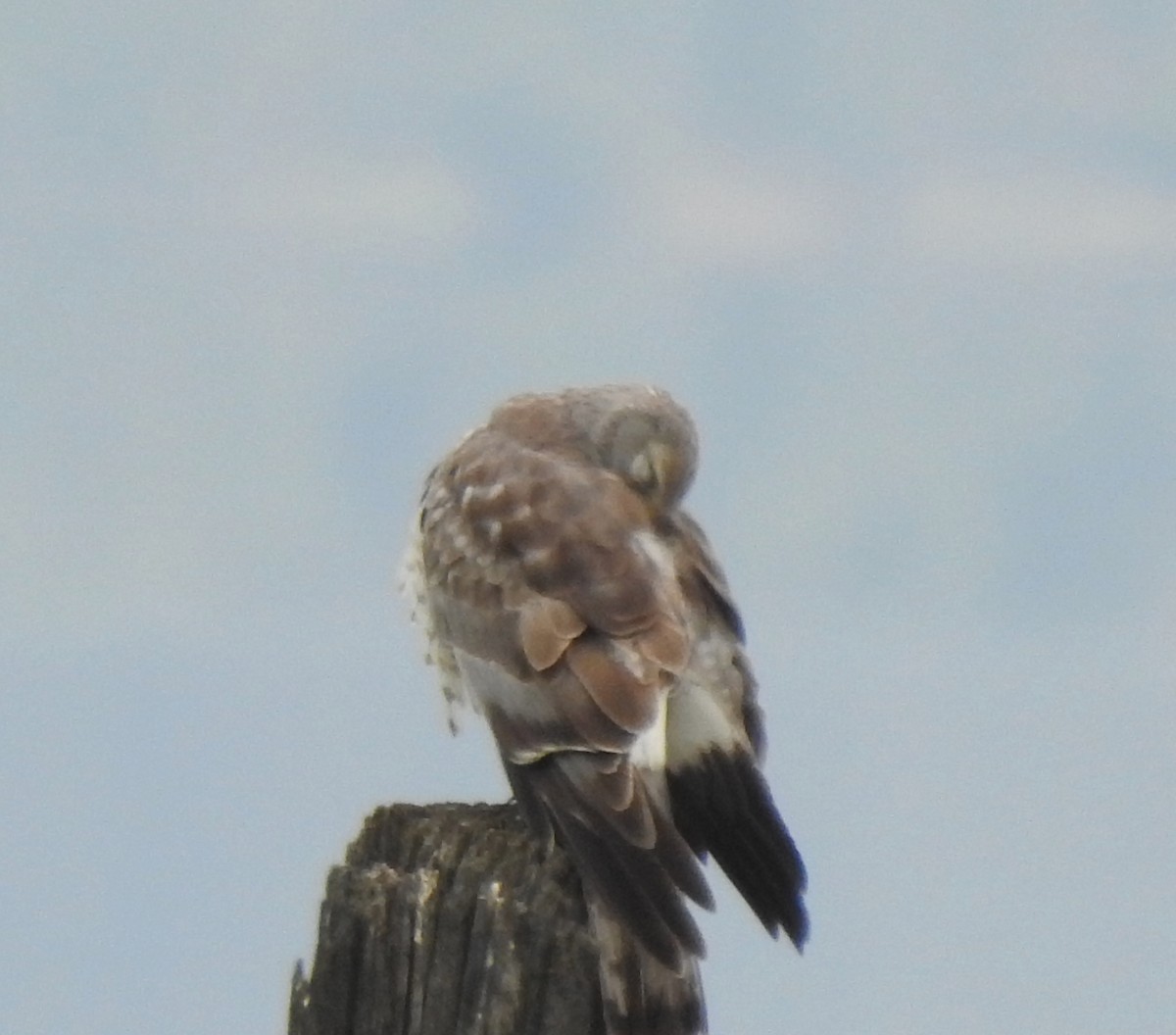 Northern Harrier - Jim Walton