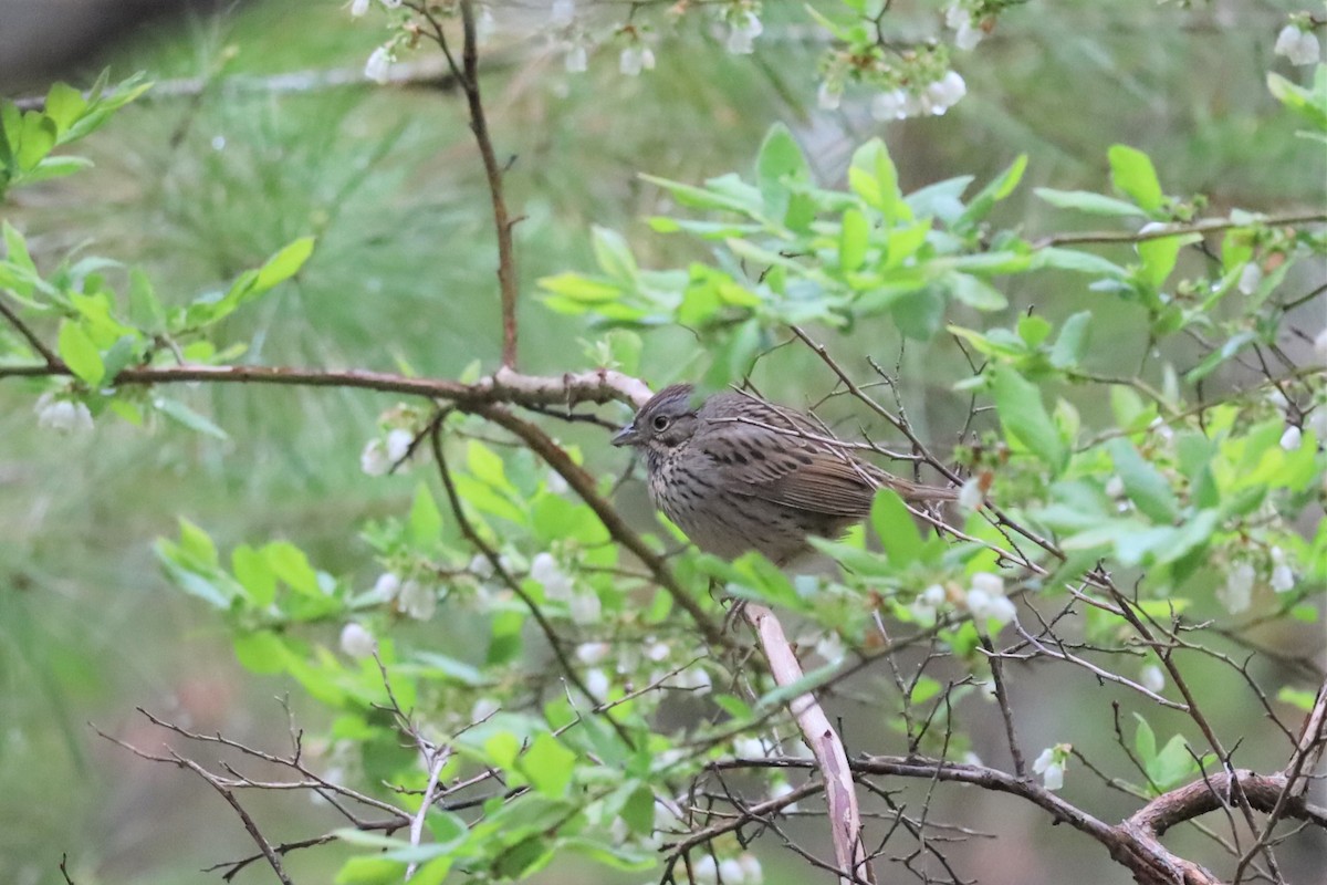 Lincoln's Sparrow - ML451198461