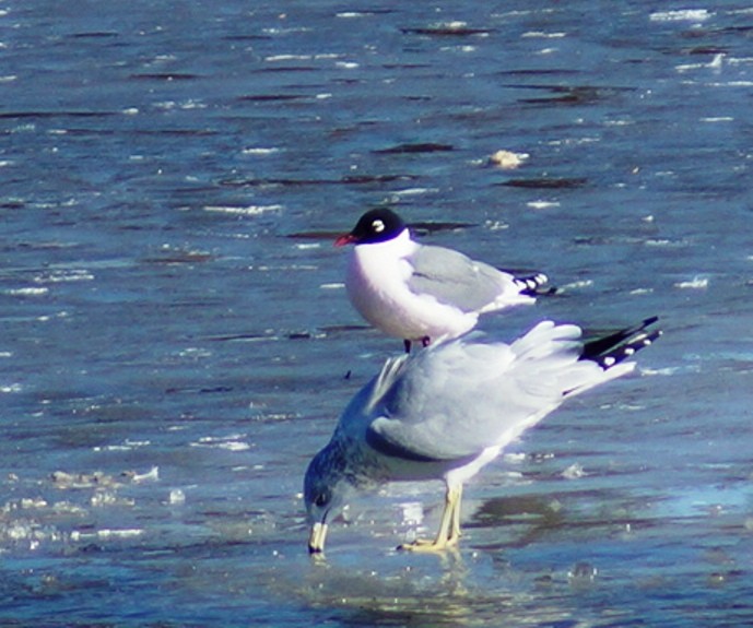 Mouette de Franklin - ML45119871