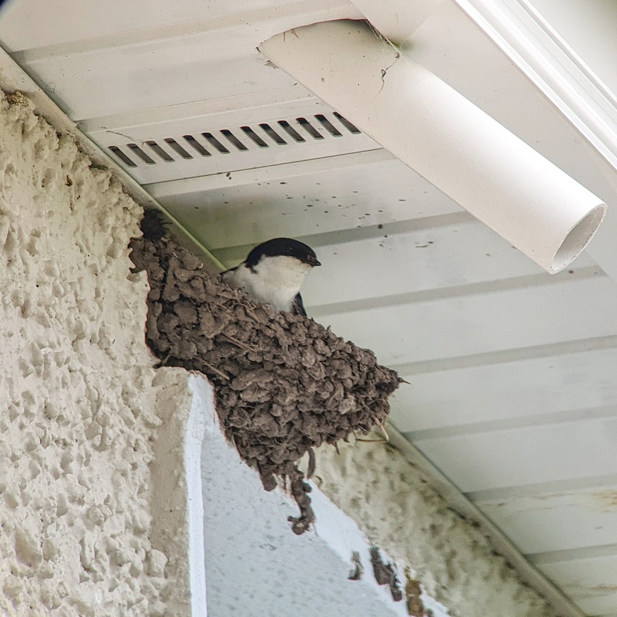 Western House-Martin - ML451198921