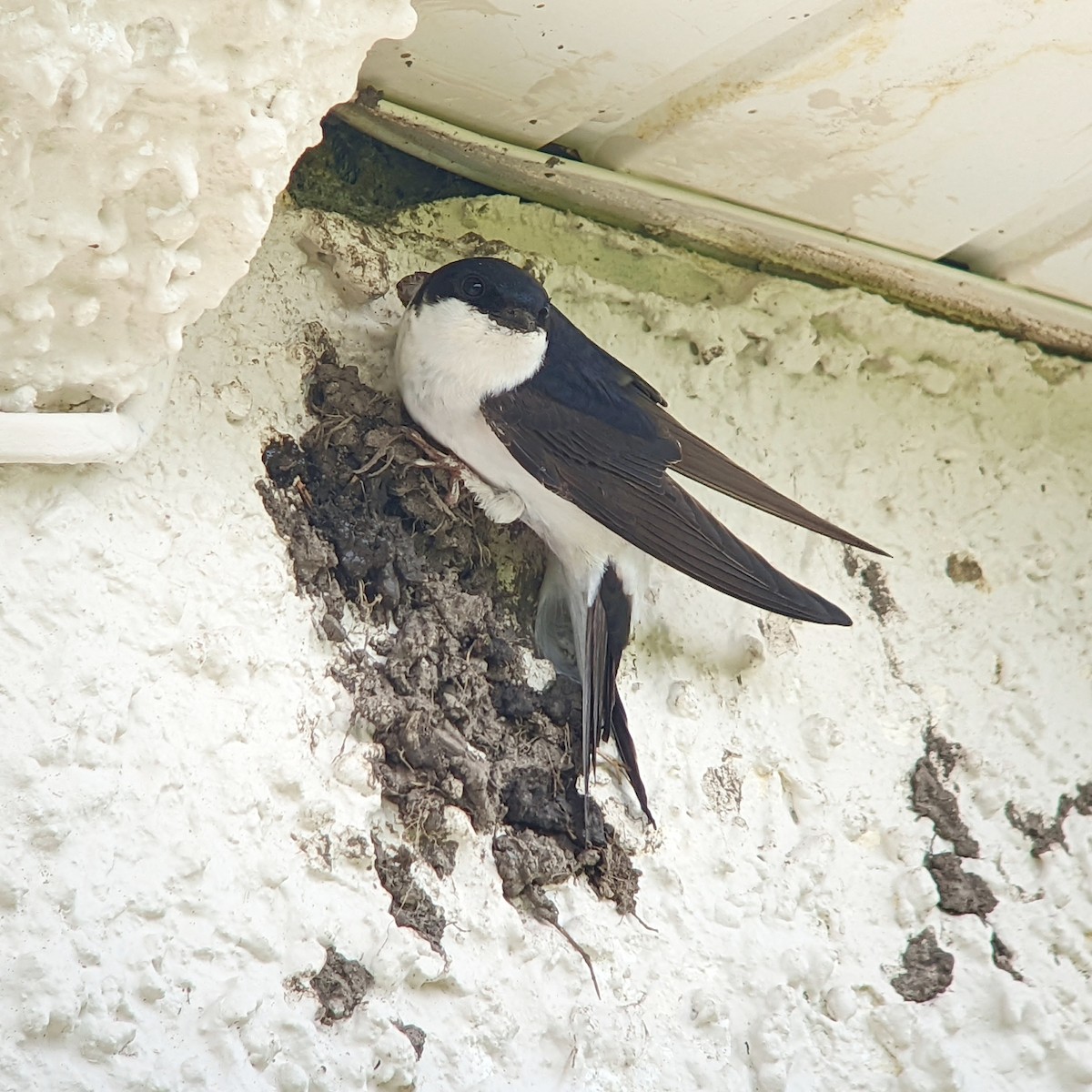 Western House-Martin - ML451198941