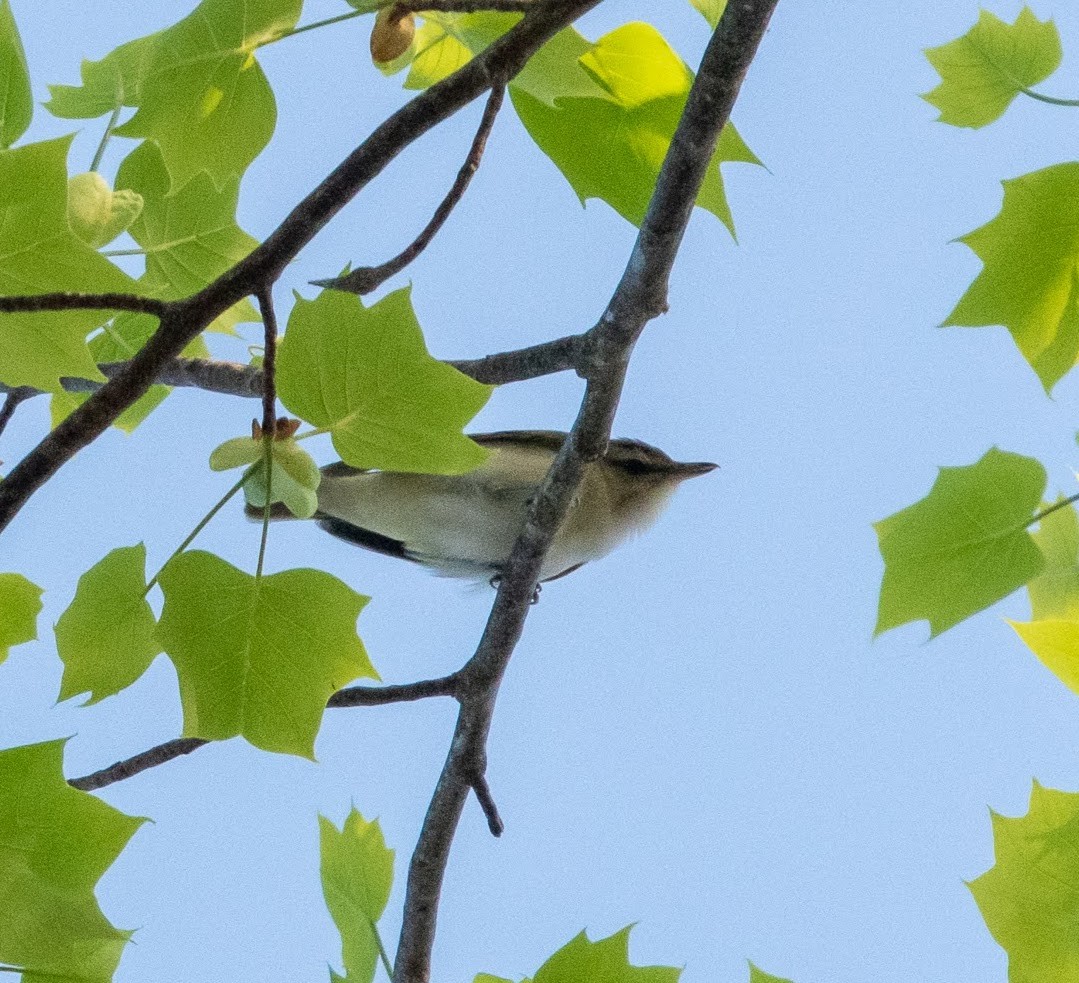 Red-eyed Vireo - Andrew Lydeard