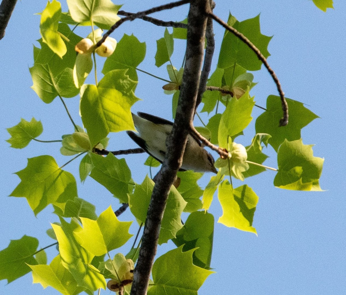 Vireo Ojirrojo - ML451200081