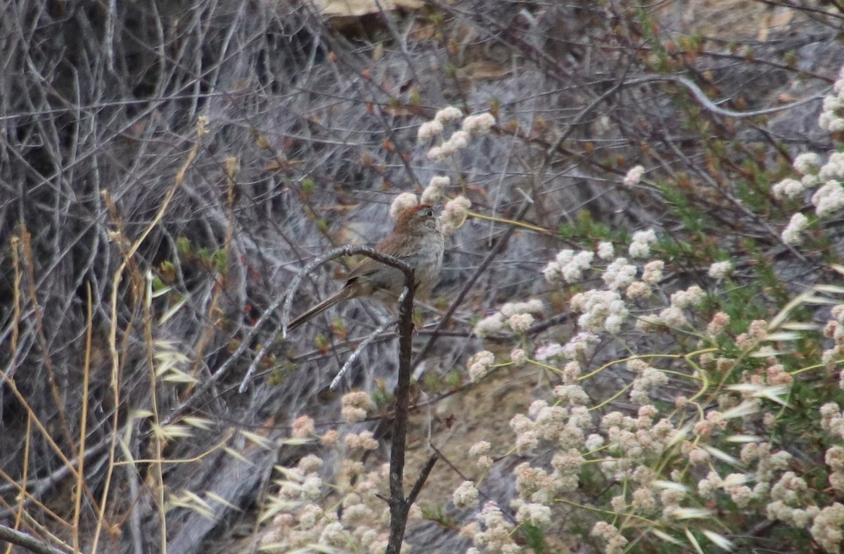 Rufous-crowned Sparrow - ML451202031