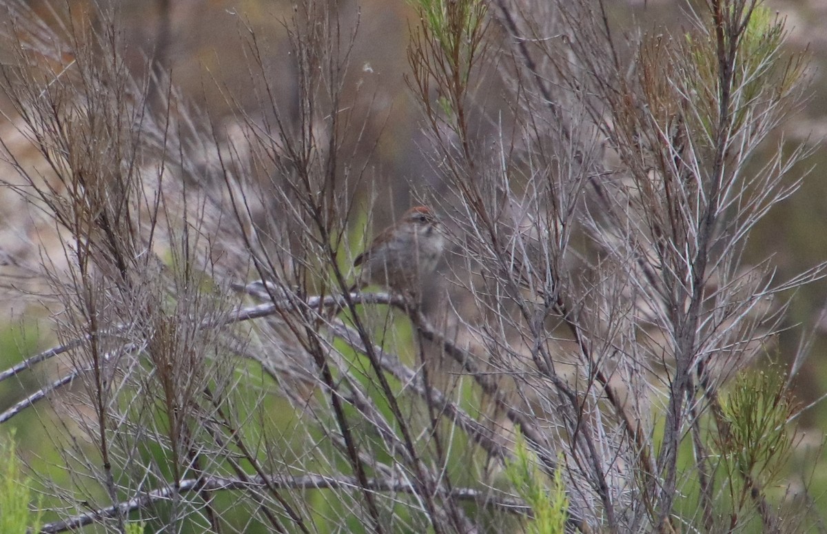 Rufous-crowned Sparrow - ML451202051