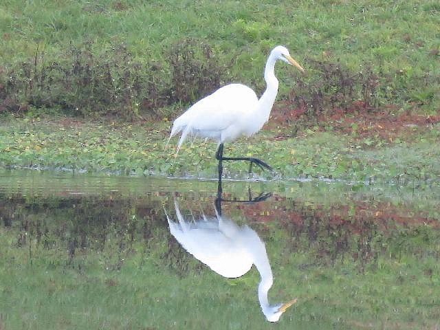 Great Egret - ML45120281