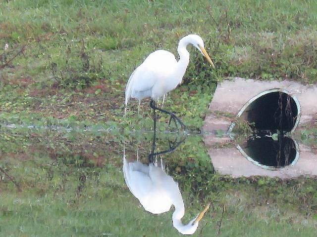 Great Egret - ML45120311