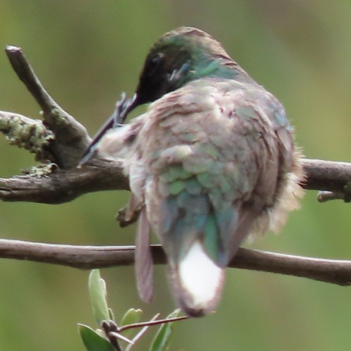 Green-headed Hillstar - Emily Larson