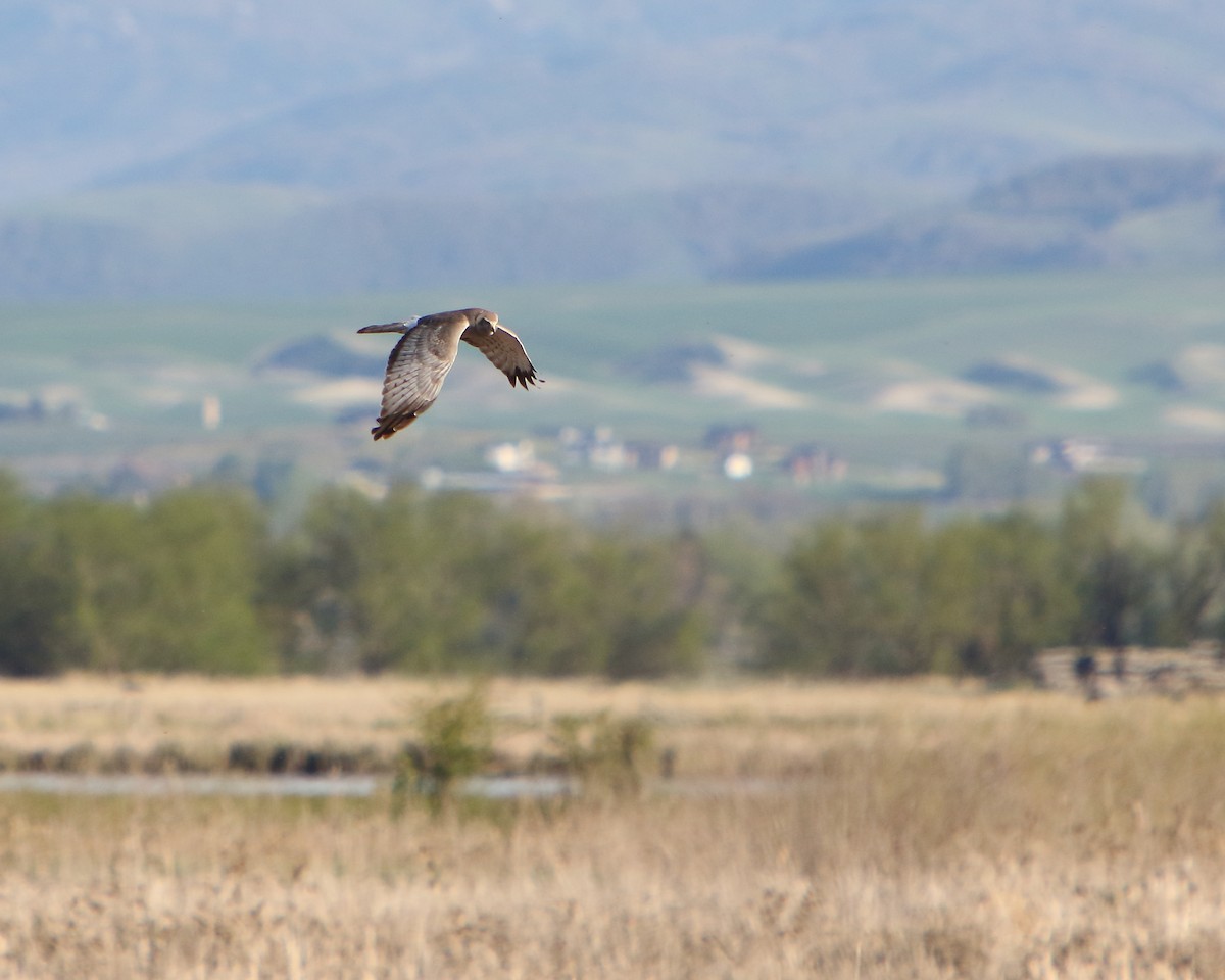 Northern Harrier - ML451204041