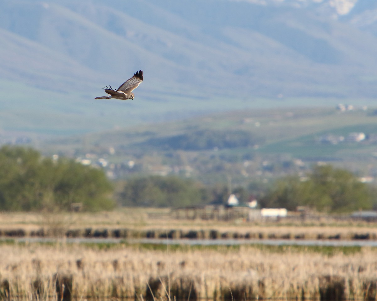 Northern Harrier - ML451204091