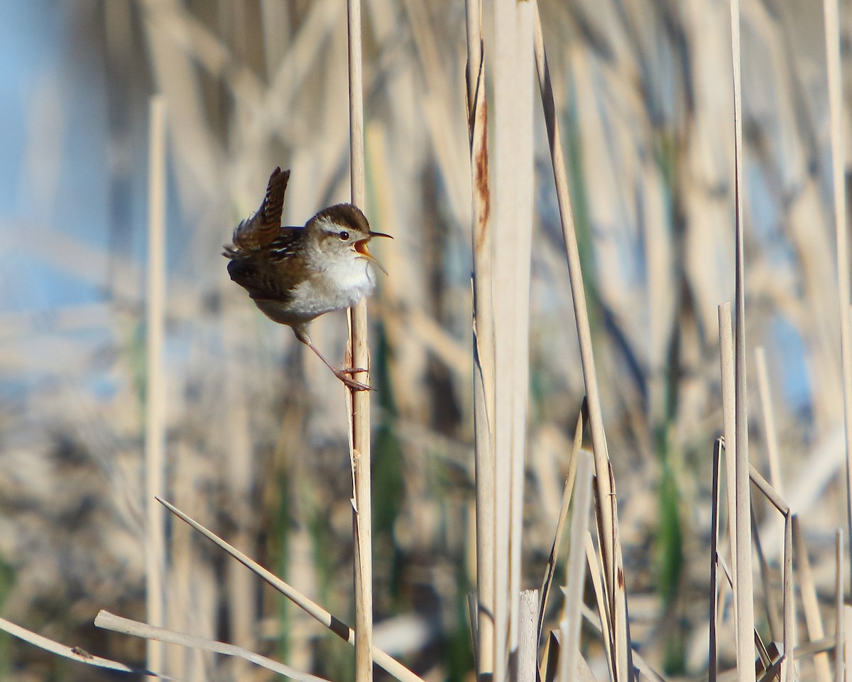 Marsh Wren - ML451204171