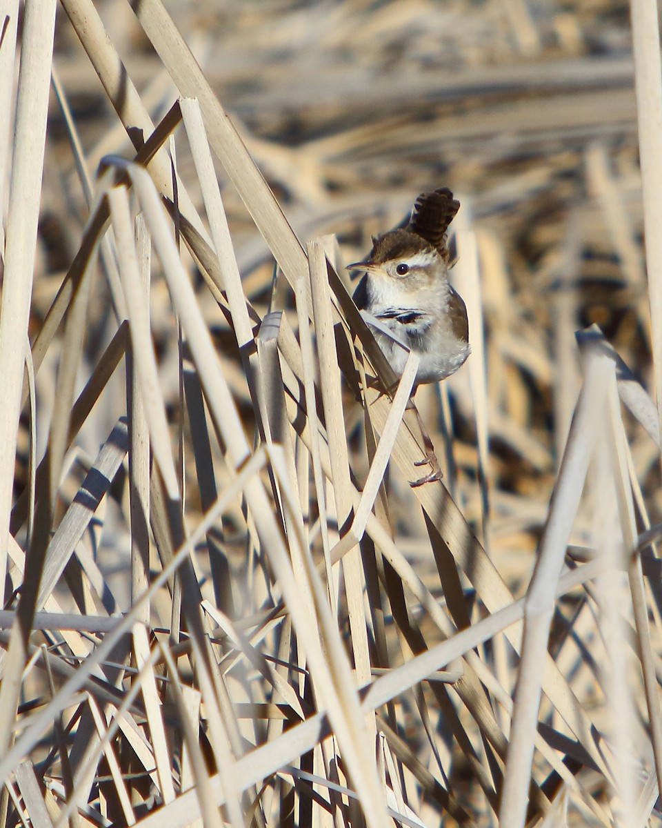 Marsh Wren - ML451204201