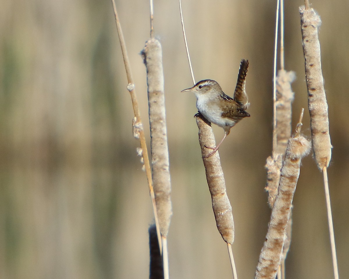 Marsh Wren - ML451204271