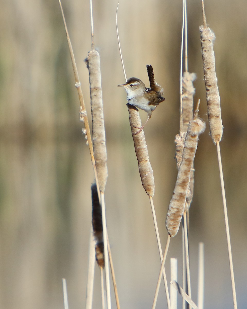 Marsh Wren - ML451204411