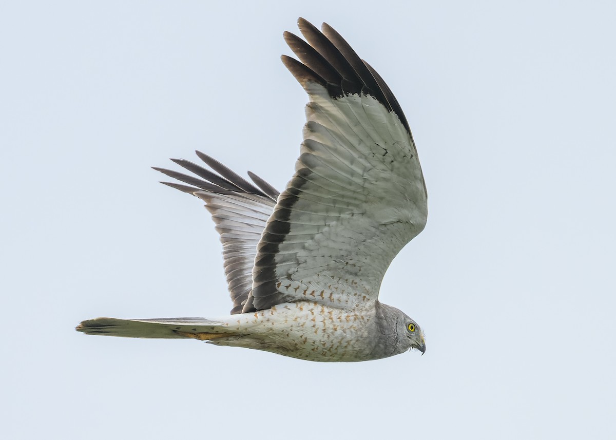 Northern Harrier - Simon Villeneuve