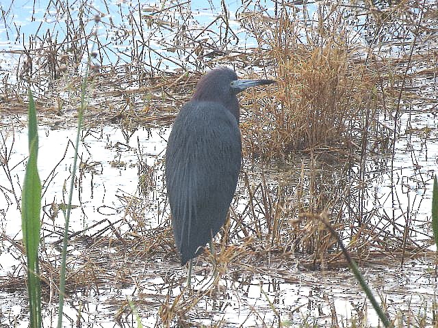 Little Blue Heron - ML45120551