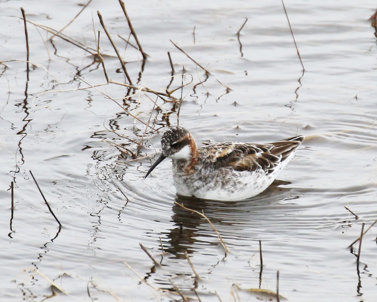 Red-necked Phalarope - ML451206131