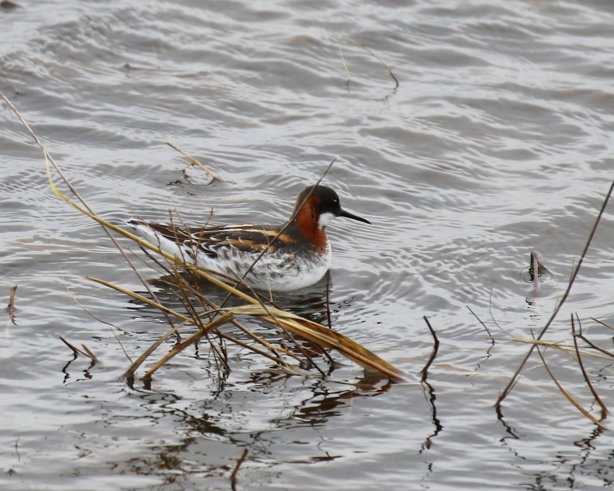 Red-necked Phalarope - David Lambeth