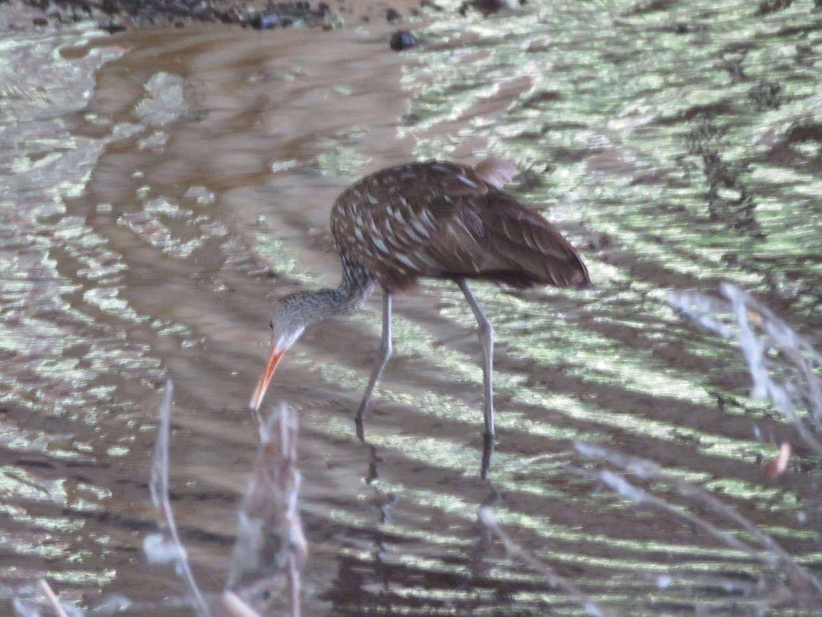 Limpkin - ML451207351