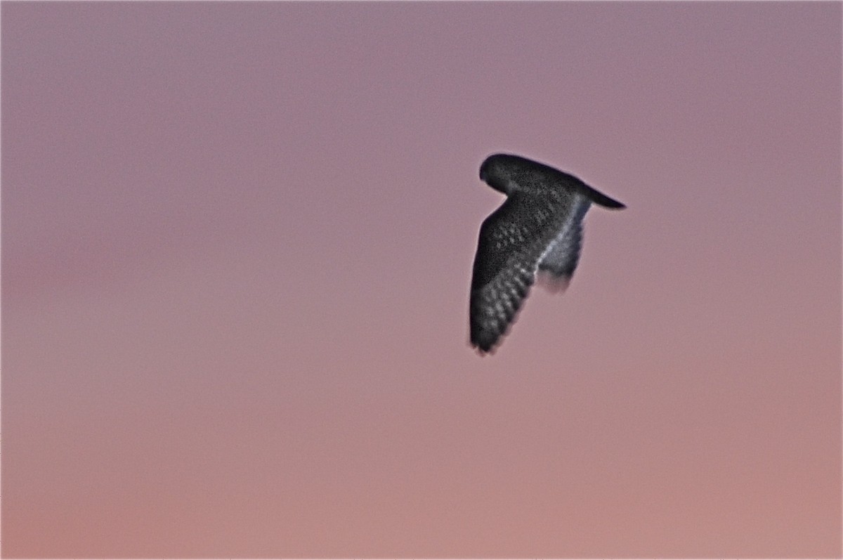 Short-eared Owl - ML45120831