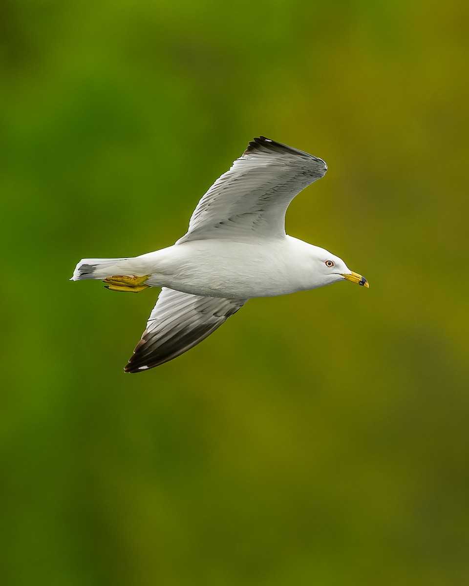 Ring-billed Gull - ML451209051