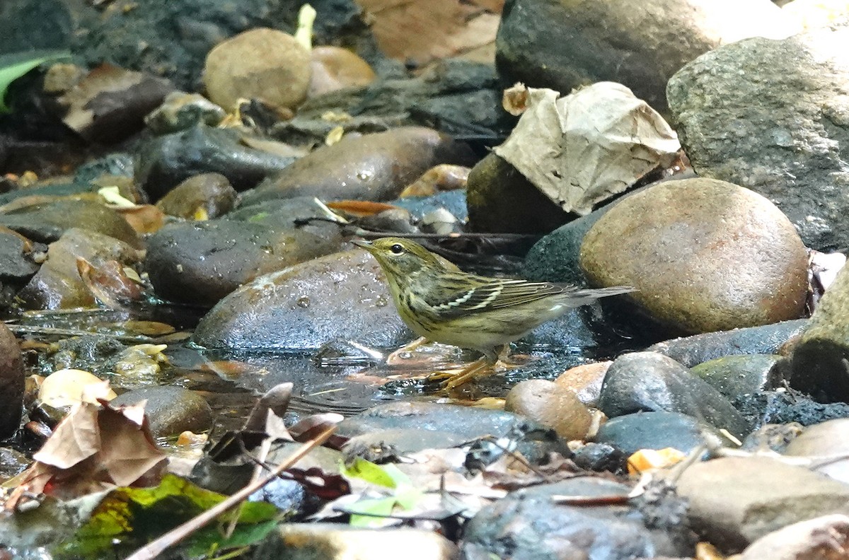 ズグロアメリカムシクイ - ML451209731