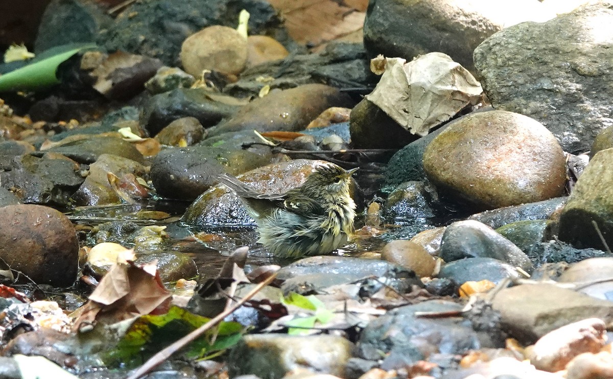 ズグロアメリカムシクイ - ML451209741