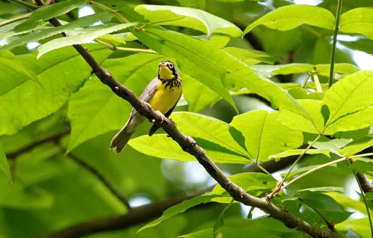 クロボシアメリカムシクイ - ML451209781