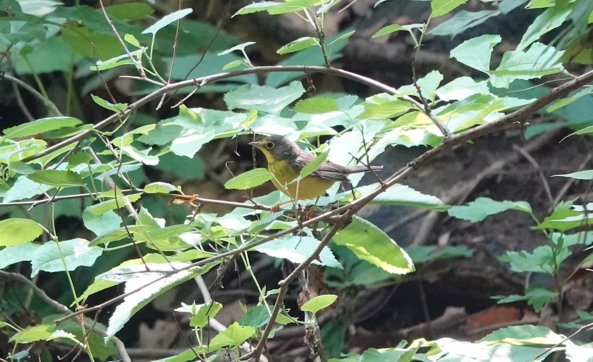 クロボシアメリカムシクイ - ML451209831