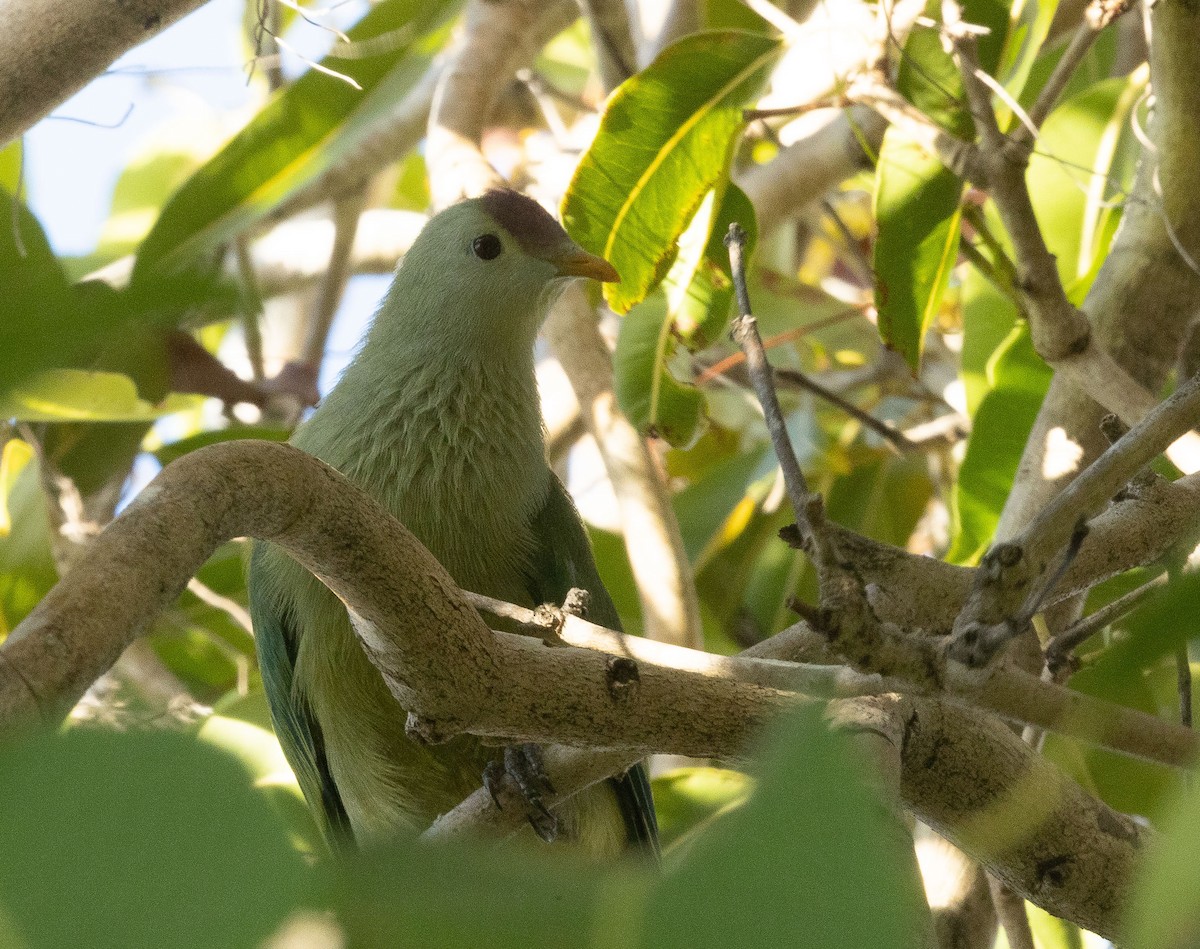 Makatea Fruit-Dove - ML451210551