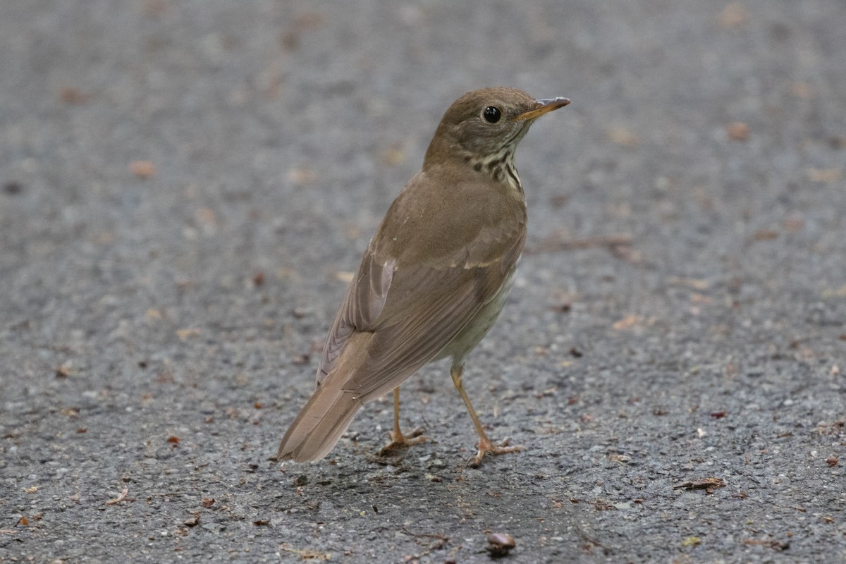 Bicknell's Thrush - Ryan Mandelbaum