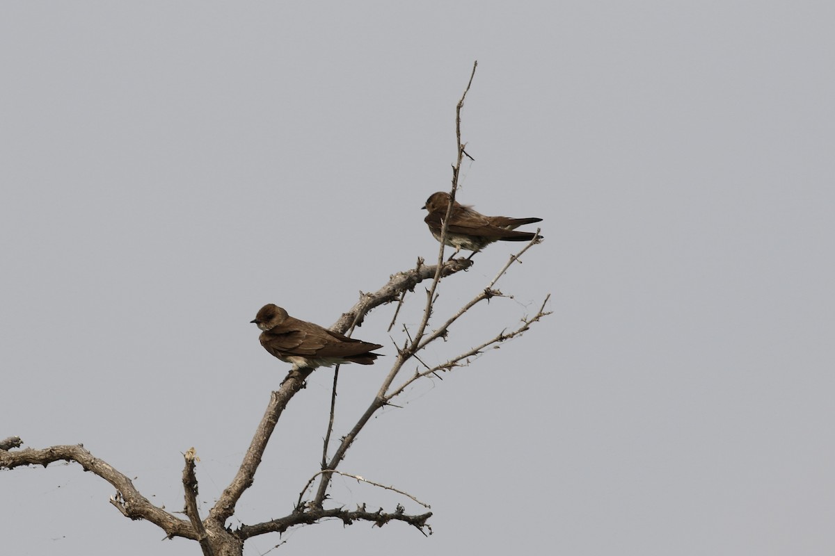 Northern Rough-winged Swallow - ML451211851
