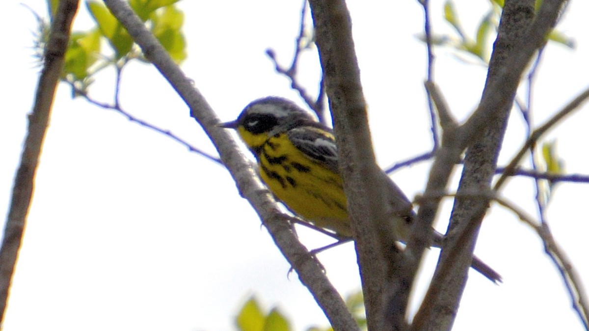 Magnolia Warbler - ML451212421