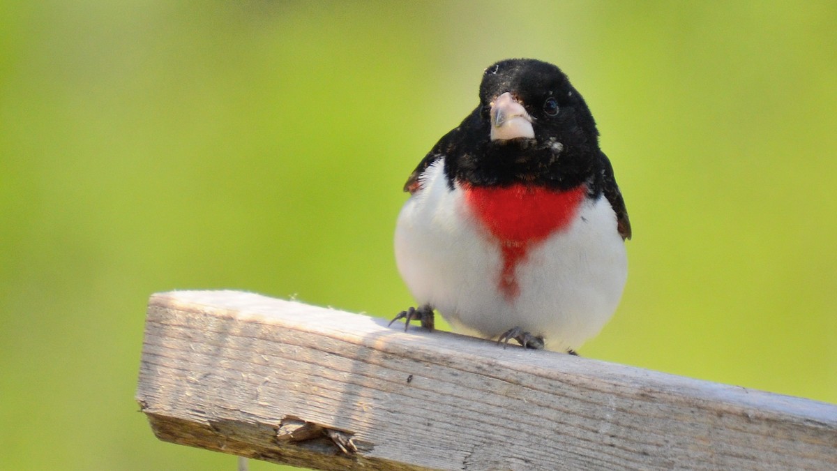 Rose-breasted Grosbeak - ML451212591