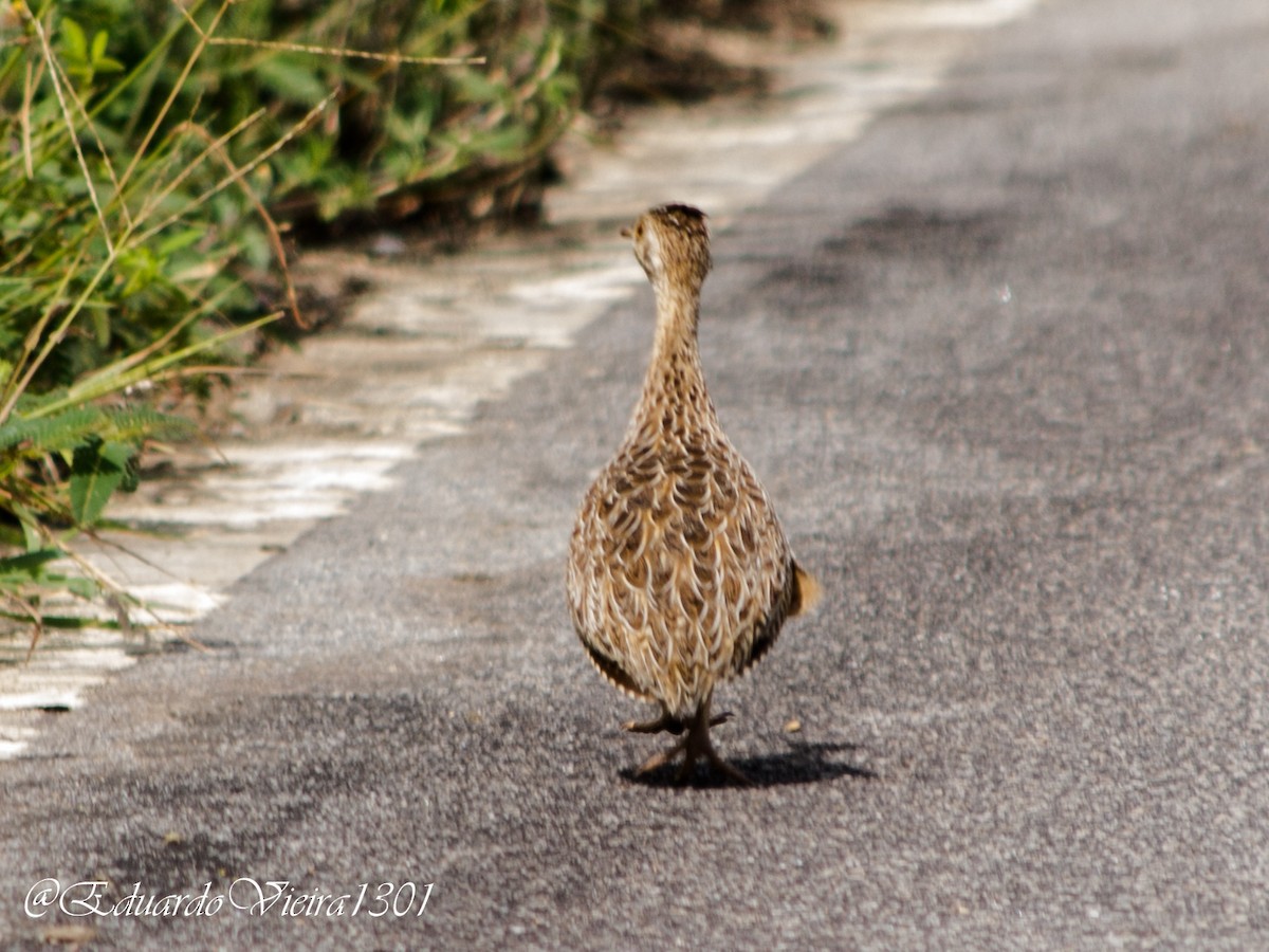 Spotted Nothura - ML451213831