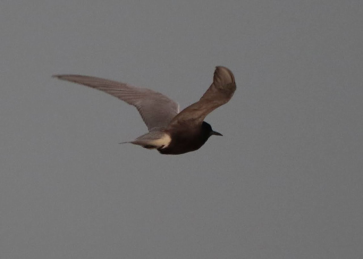 Black Tern - ML451214331