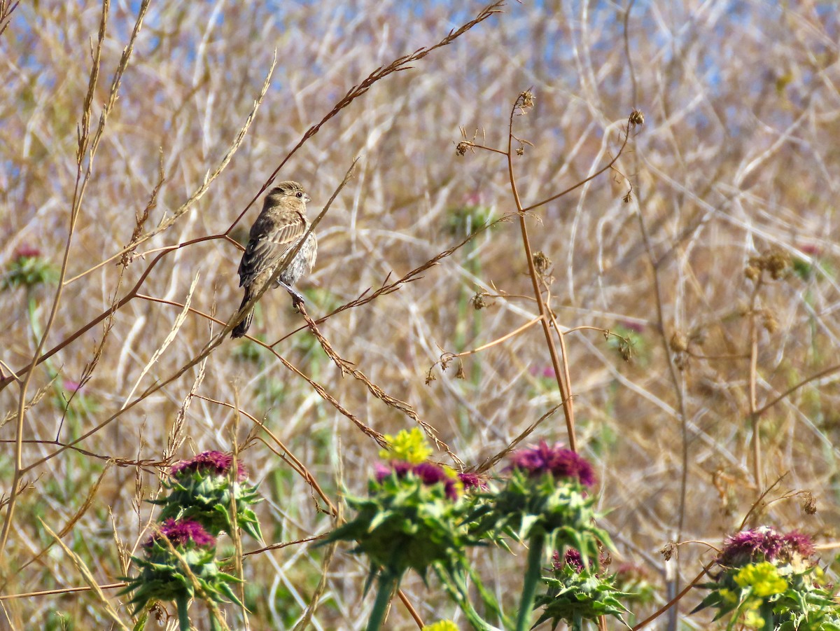 House Finch - ML451214631