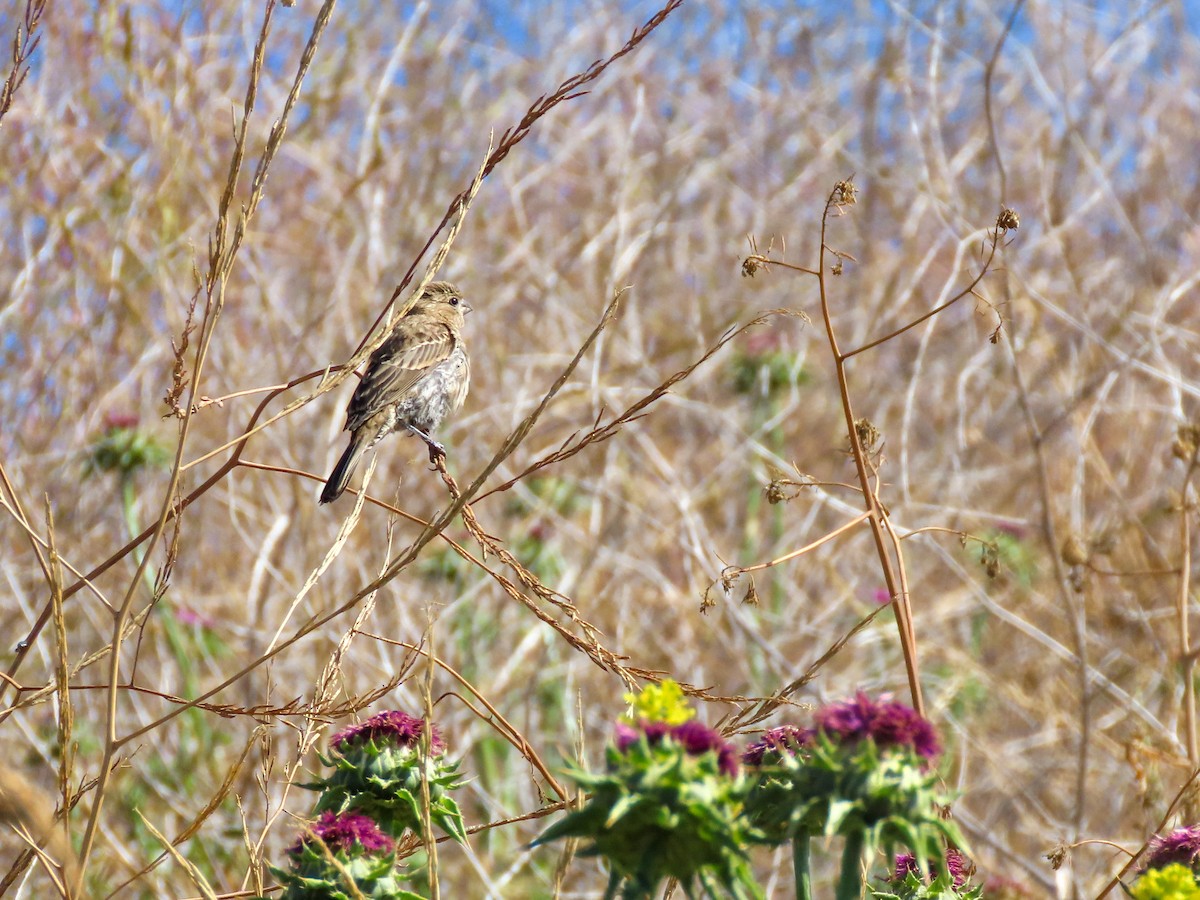 House Finch - ML451214651