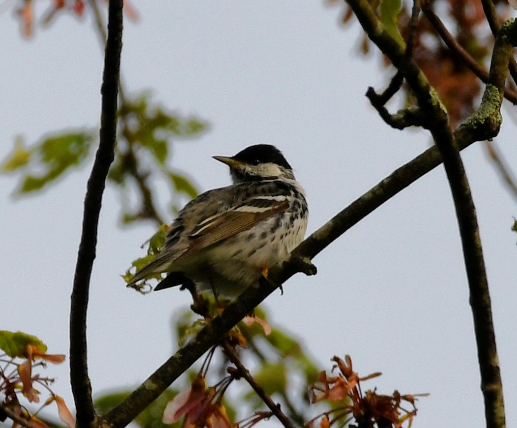 Paruline rayée - ML451215471