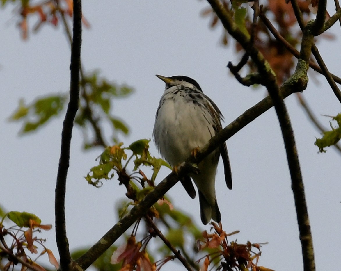 Paruline rayée - ML451215481