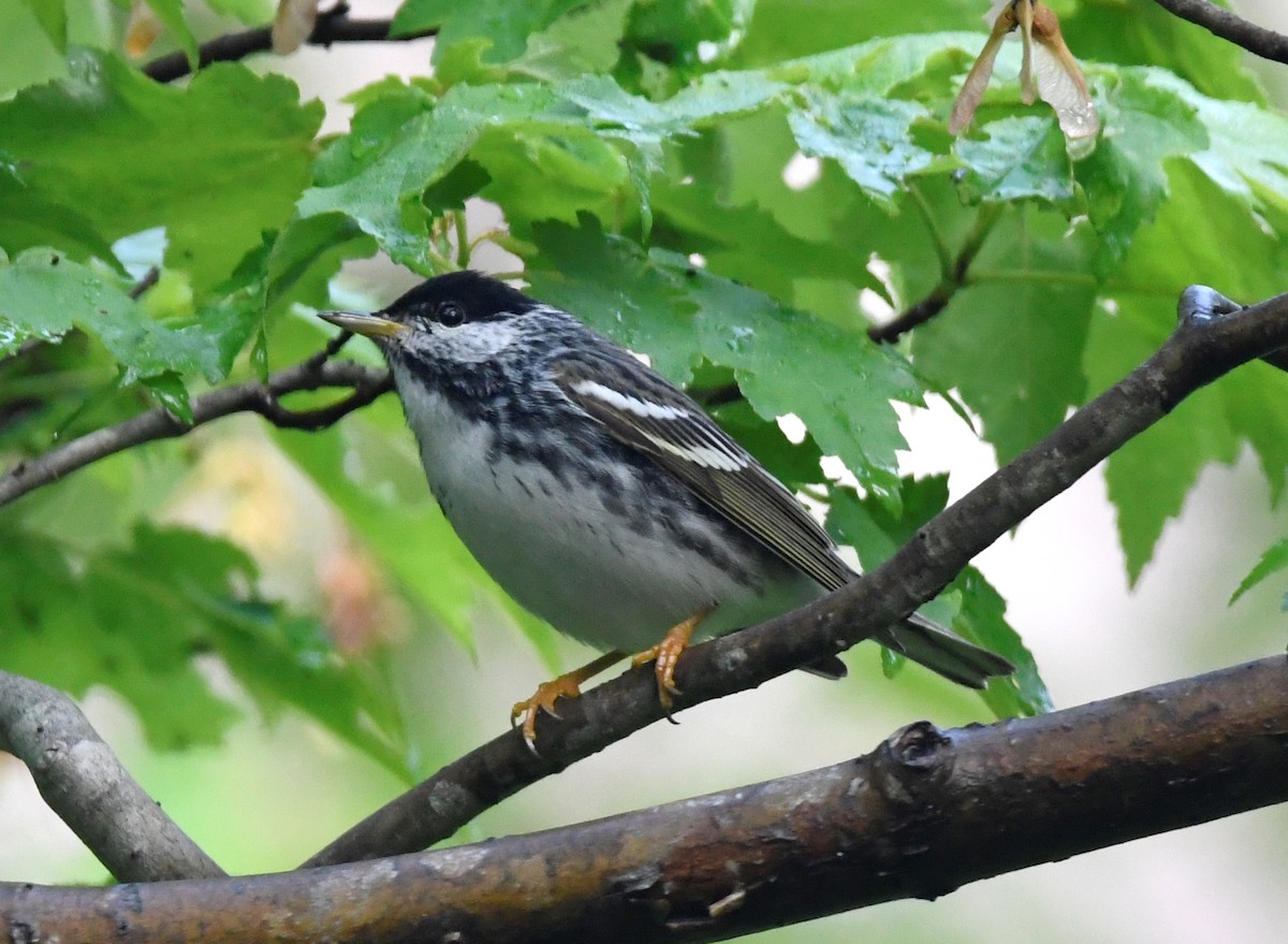 Blackpoll Warbler - ML451215571