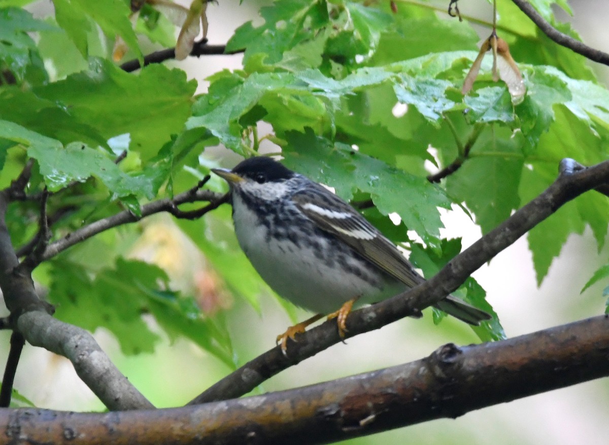 Blackpoll Warbler - ML451215581