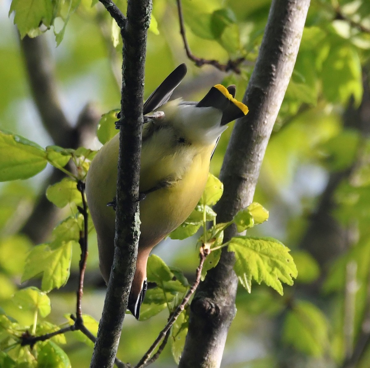 Cedar Waxwing - ML451215711